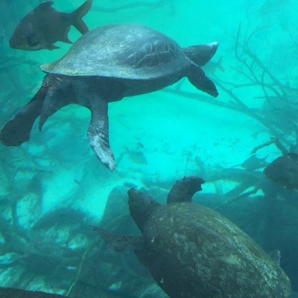 Meet your Posher, Whitney - Picture 1 of 1